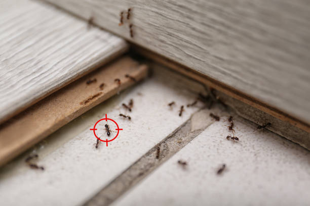 Best Mosquito Control Services  in Porter, IN